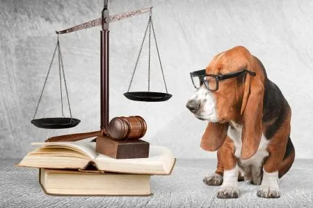 寵物是物品？－林正椈律師、王韋竣律師