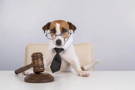 你的狗狗不可以咬我的狗狗1-行政責任篇－林正椈律師、葉書妤律師